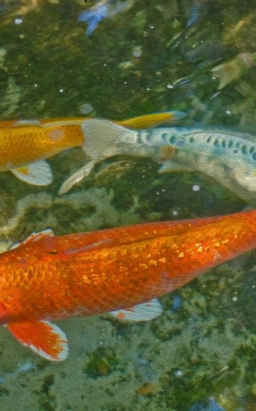 Goldfish Pool by Eugene Norris