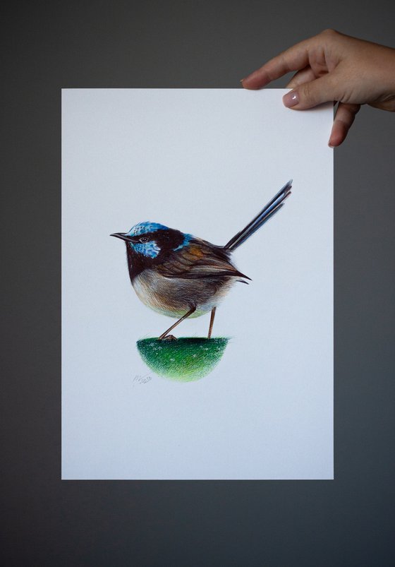 Superb Fairywren