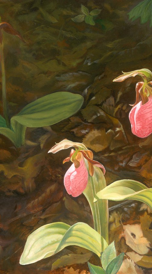 Pink Lady Slippers by John Harne