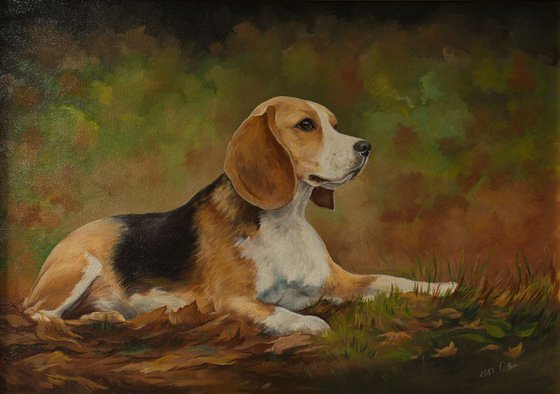 Beagle in the forest