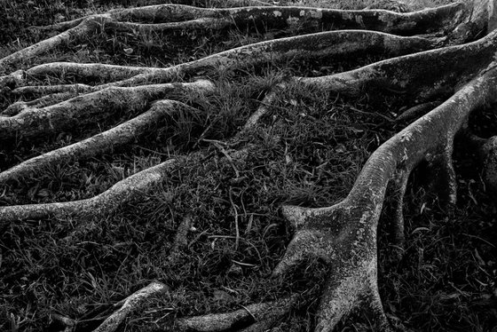 Roots I | Limited Edition Fine Art Print 1 of 10 | 45 x 30 cm