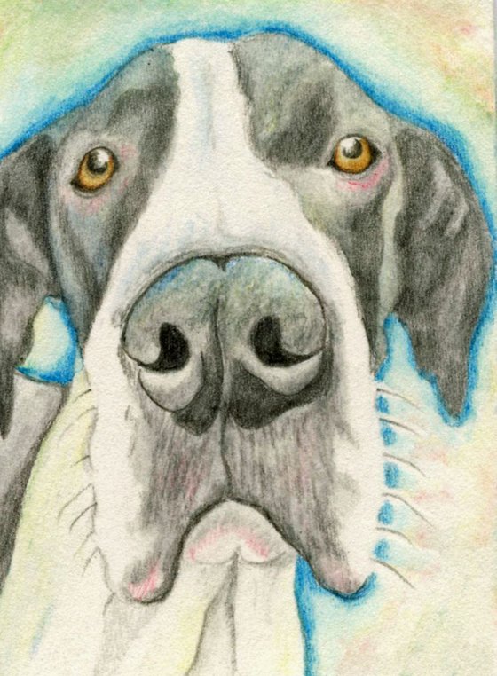 ACEO ATC Original Drawing Great Dane Pet Dog Art-Carla Smale