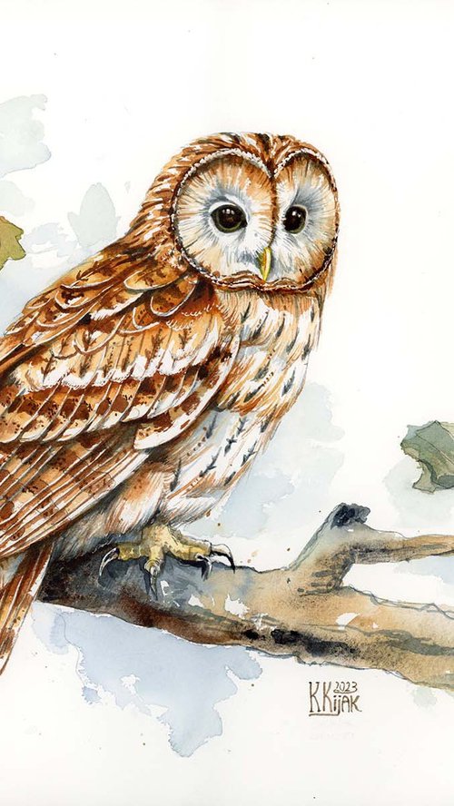 Tawny Owl by Karolina Kijak