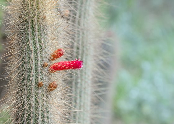 Cactus in the garden