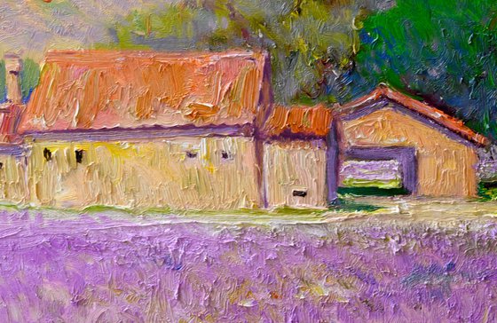 Lavender Field