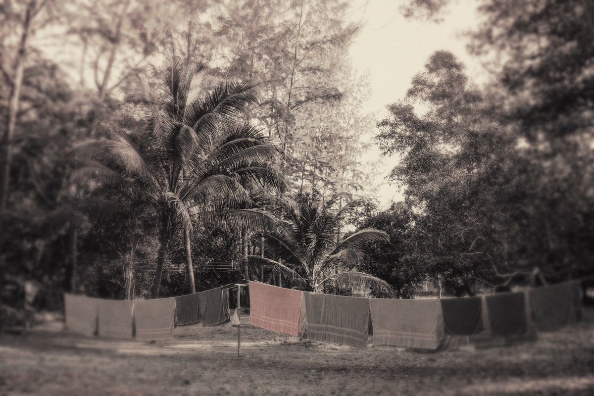 Organic Photograph , Between The Palm Trees By Louise O