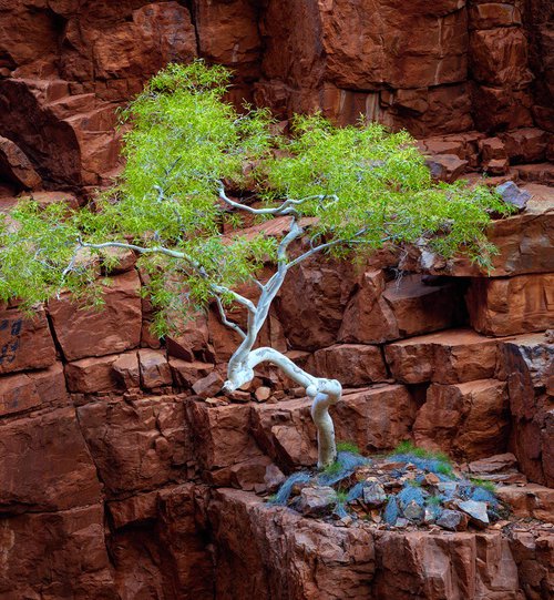 Red Rock Eucalyptus by Nick Psomiadis