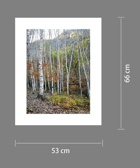Autumn Colors #6