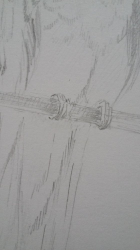 Budgerigar. Original pencil drawing.