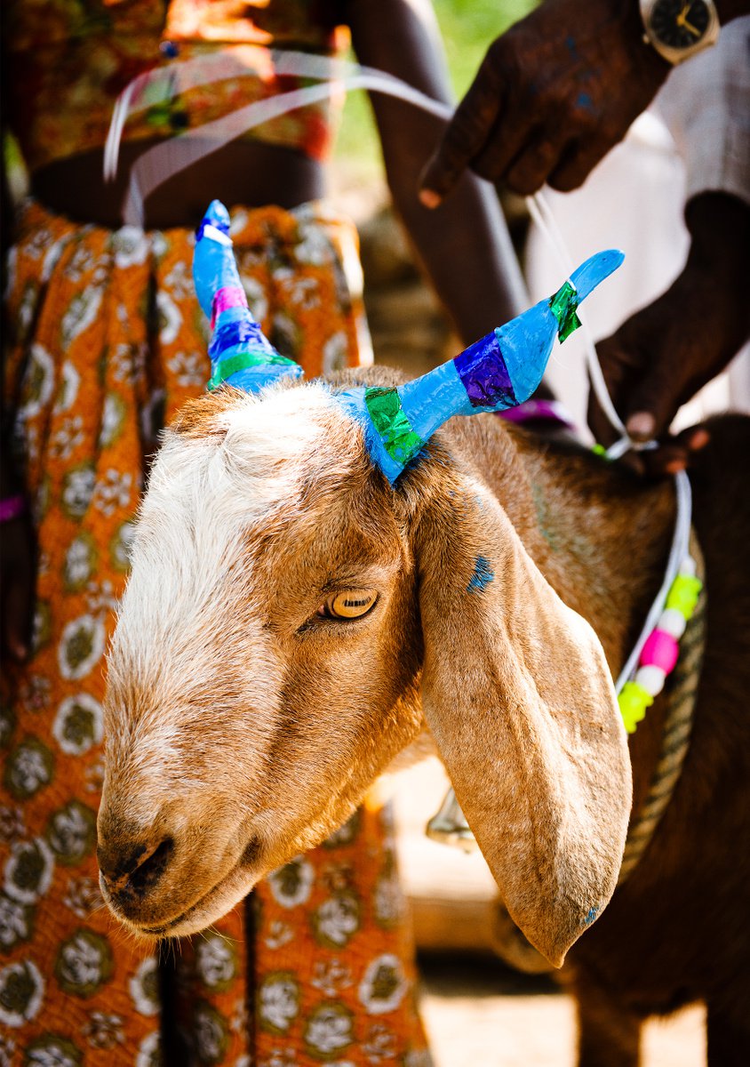 Photorealistic Animal Photograph By Tom Hanslien, 33 X 47", Day Of The Cow Ii, Original Artwork
