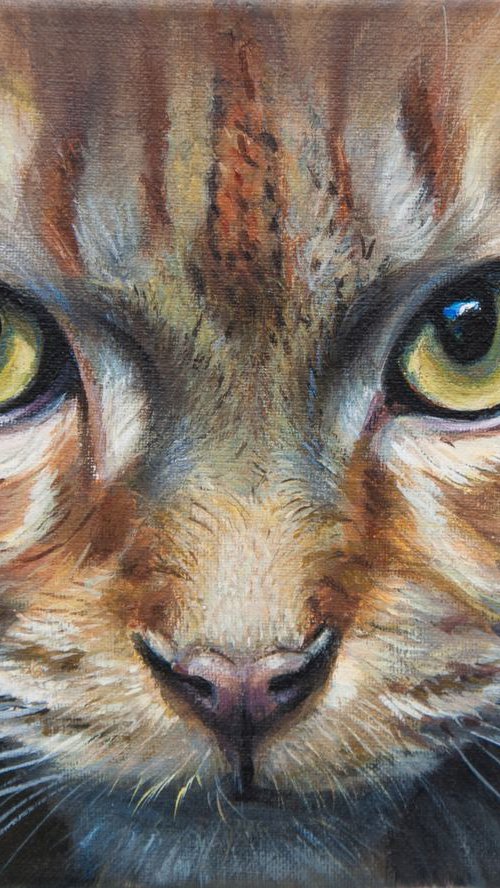Cat eyes by Norma Beatriz Zaro
