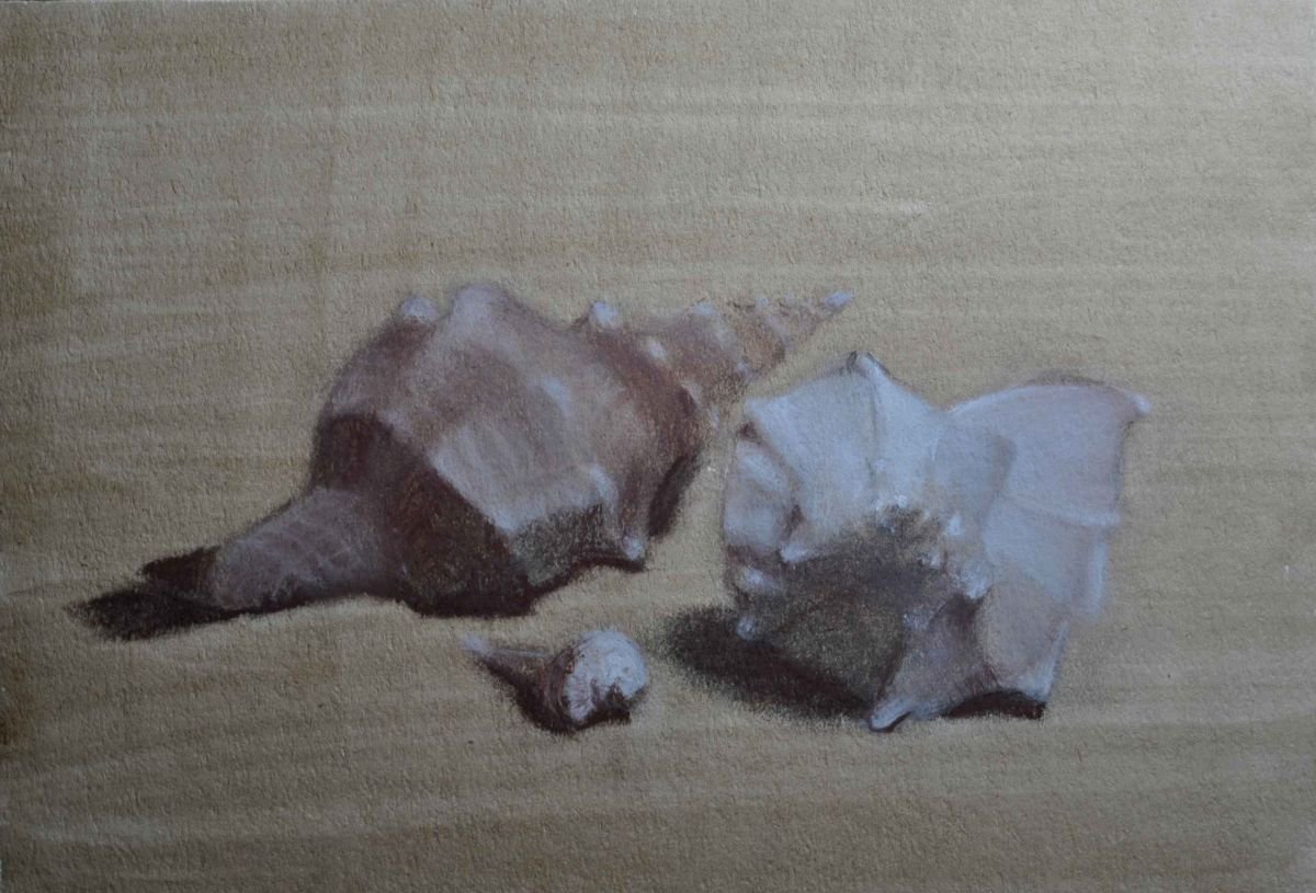 Photorealistic Still Life Charcoal Drawing By Daniela Roughsedge, 12 X 8, A Family Of Seashells, Original Artwork
