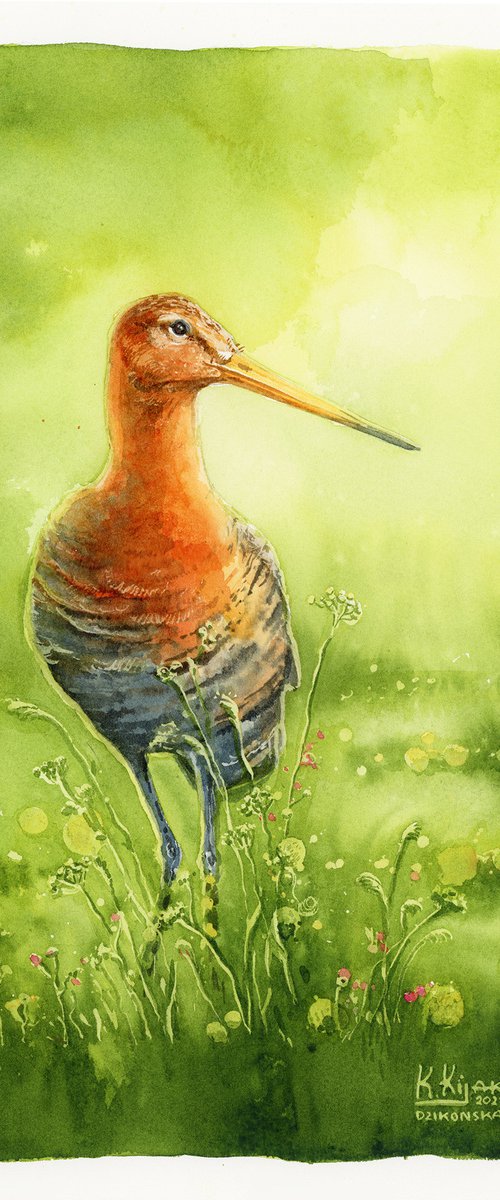 Black-tailed godwit bird by Karolina Kijak