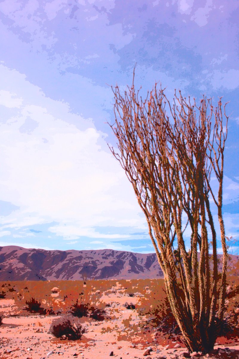 Impressionistic Photograph , Parched Dreams Joshua Tree National Park Ca By William Dey, 15 X 22, Artwork For Sale On Artfinder