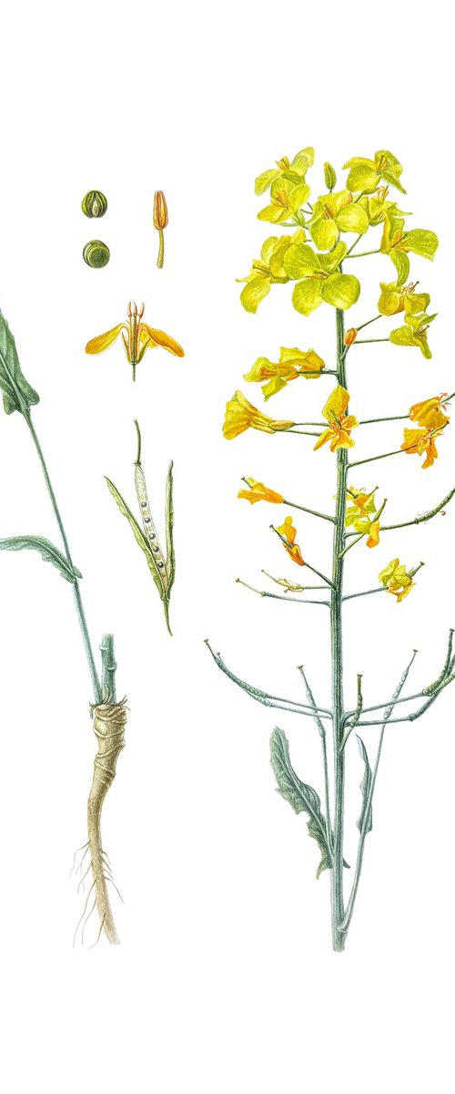 Rapeseed, yellow wild flowers by Yuliia Prokopchuk