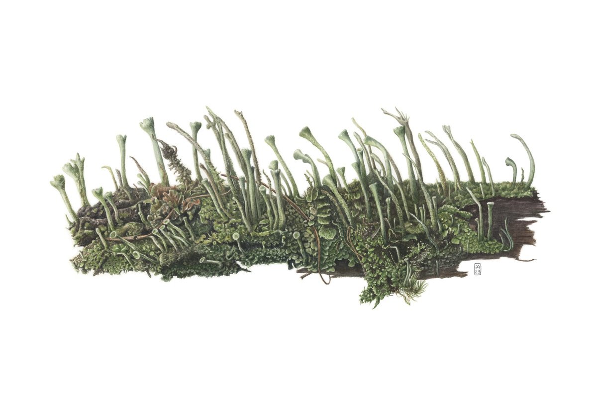 Photorealistic Botanical Watercolour By Yuliia Moiseieva, 22 X 15", Green Lichen, Original Artwork