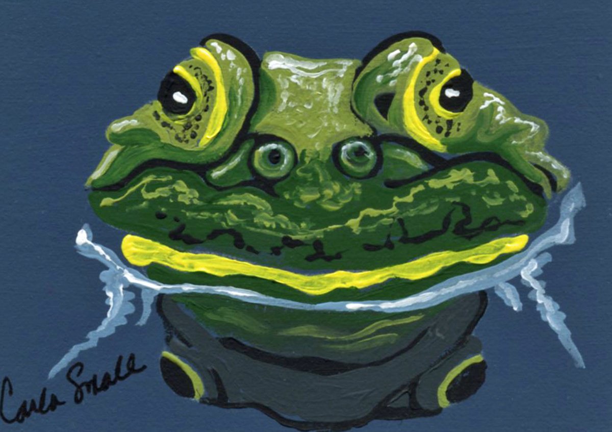 Frog Pond by Carla Smale