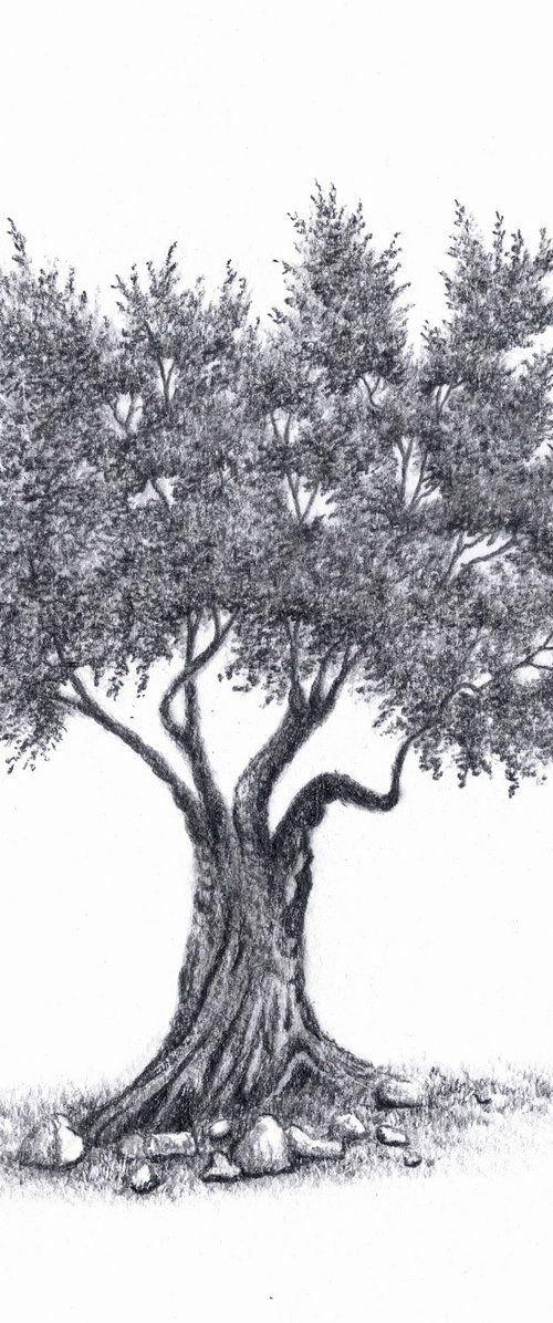 Olive Tree by Shweta  Mahajan