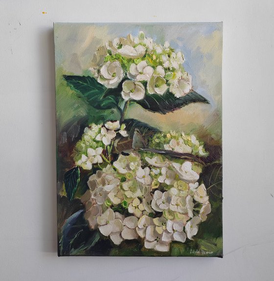 White hydrangea flower