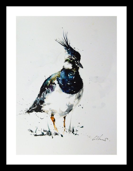 Lapwing.