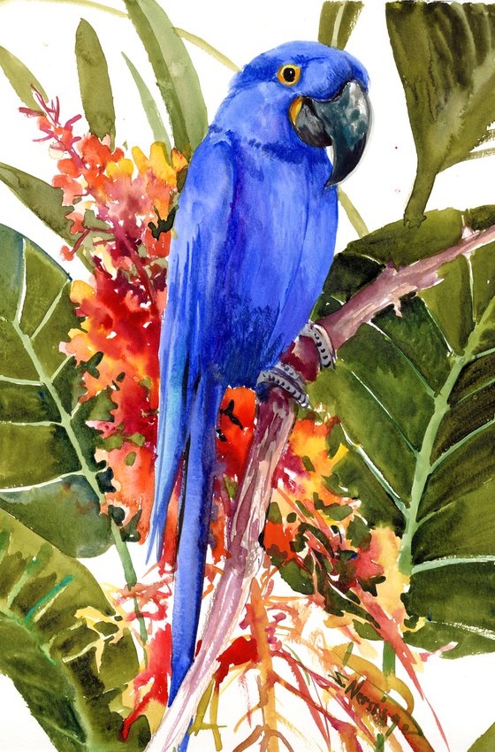 Hyacinth macaw Birds Parrot in the Jungle