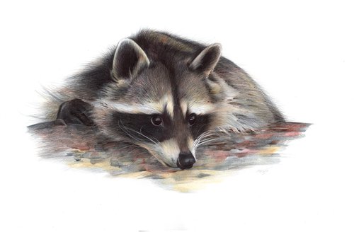 Raccoon portrait by Daria Maier
