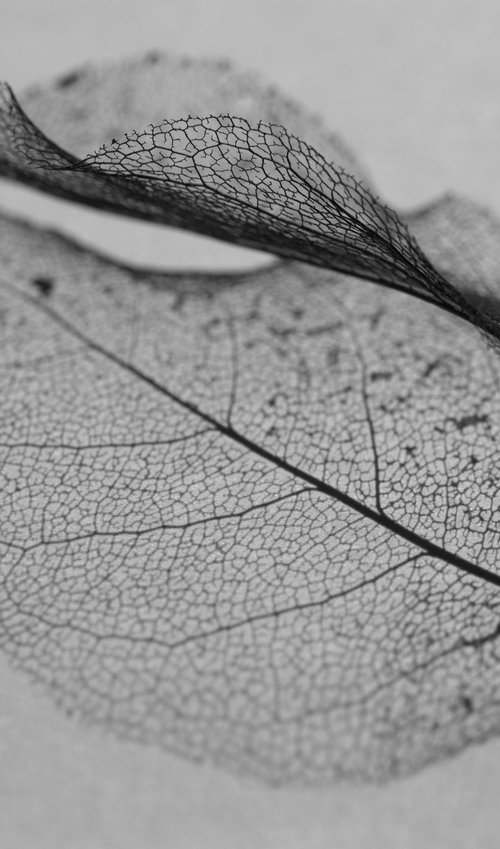 Skeleton Leaf I by Charles Brabin