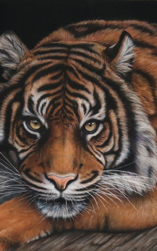 Resting Tiger by Tatjana Bril