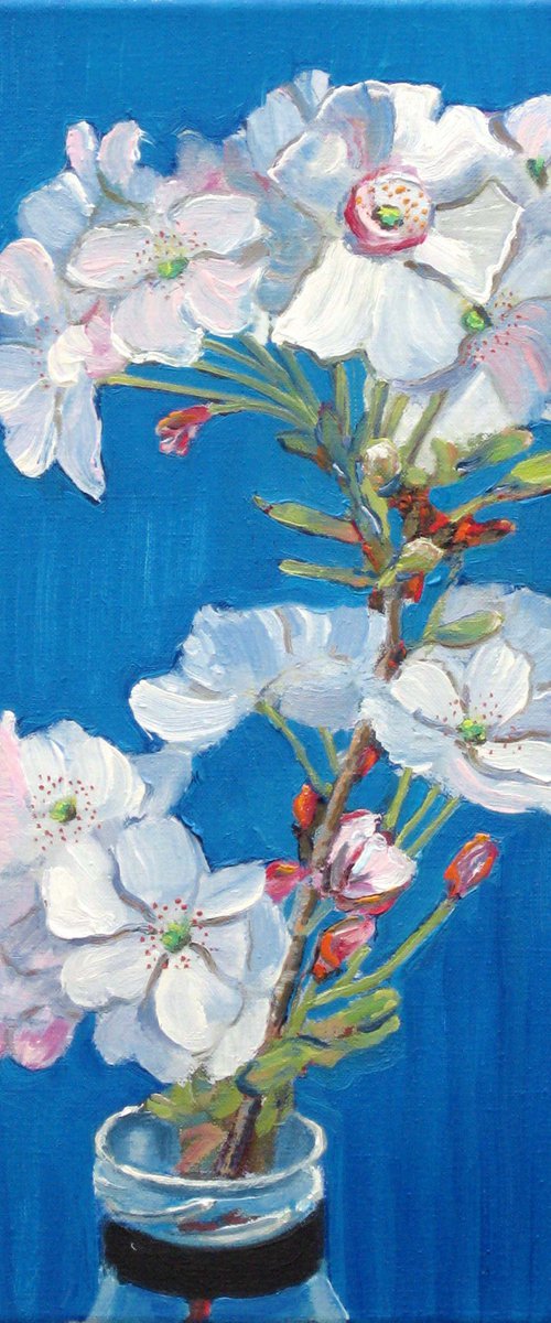 Cherry Blossom against a Blue Background by Richard Gibson
