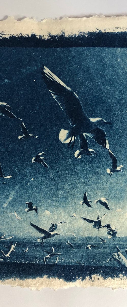 Gaviotas - Cyanotype Print by Georgia Merton