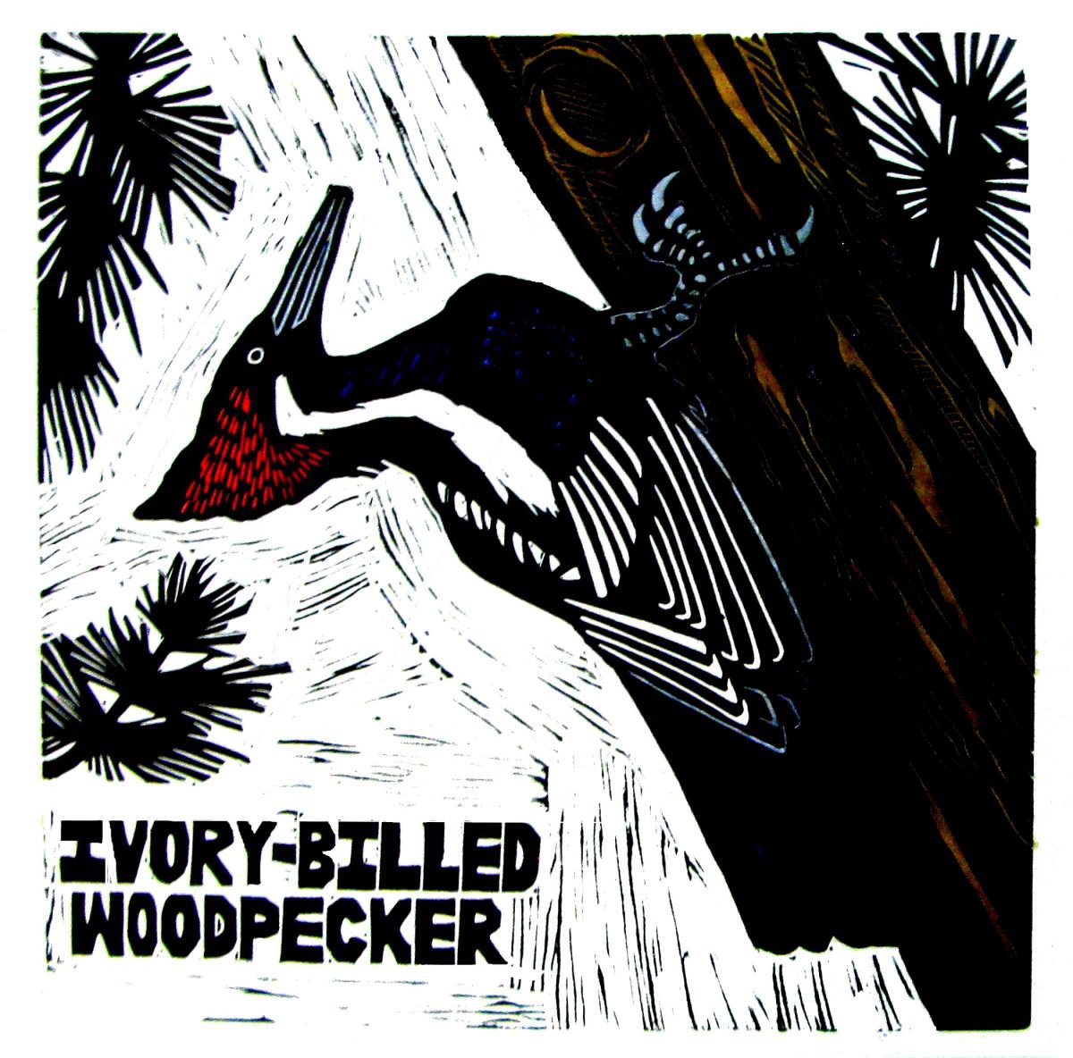 IVORY-BILLED WOODPECKER by Laurel Macdonald