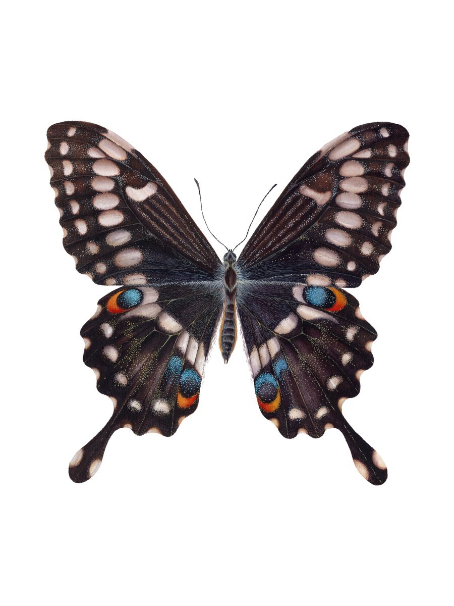Photorealistic Animal Watercolour By Katya Shiova, 12 X 16", Papilio Ophidicephalus (Dorsal View), Original Artwork
