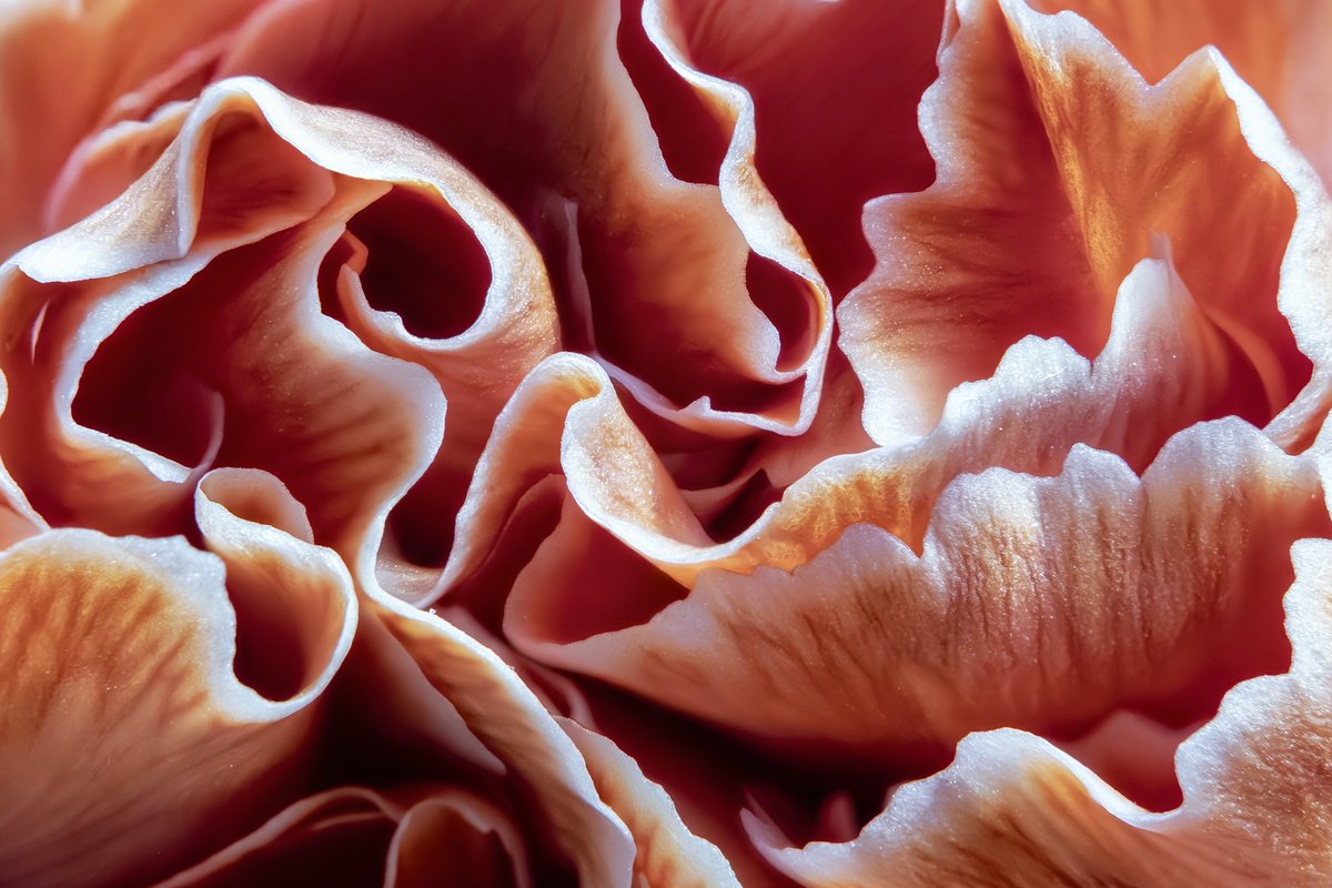 Organic Photograph , Waves Of Carnation By Inna Etuvgi, 25 X 17, Artwork For Sale On Artfinder