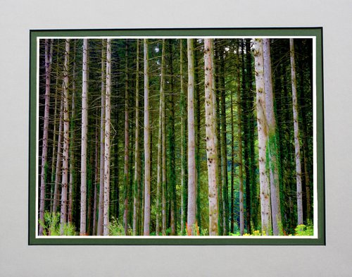 Forest by Robin Clarke