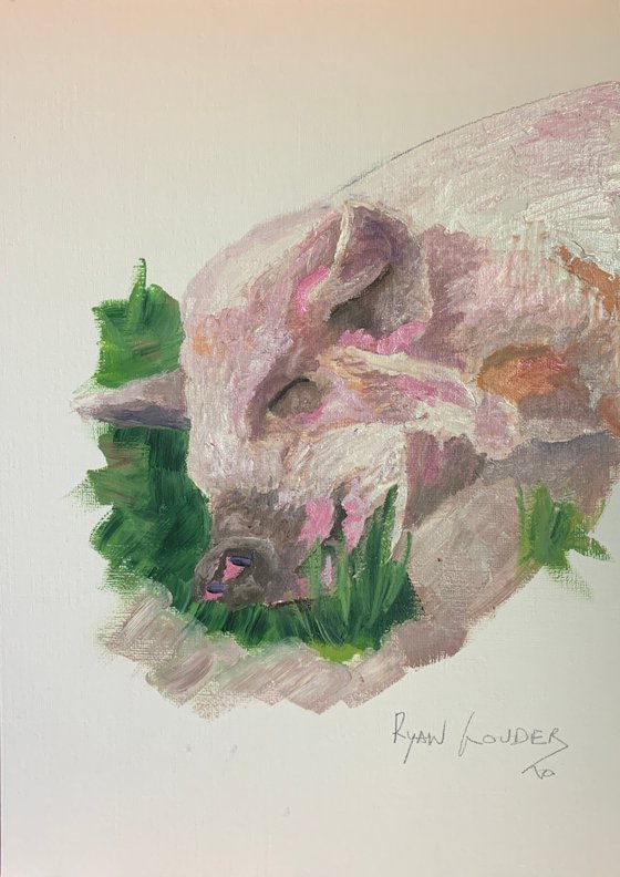 Pig Asleep In A Patch Of Grass
