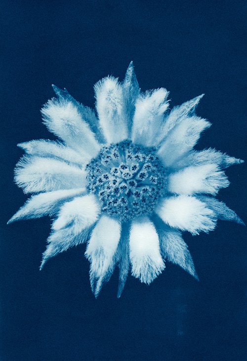 Flannel Flower - Actinotus helianthi - Australian native by Jacek Gonsalves