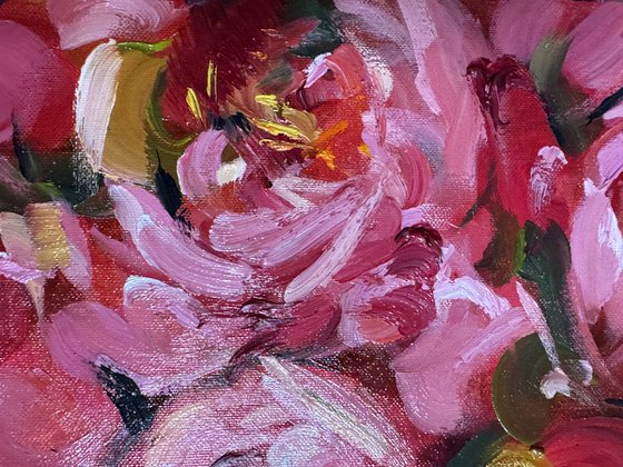 Red peonies flower