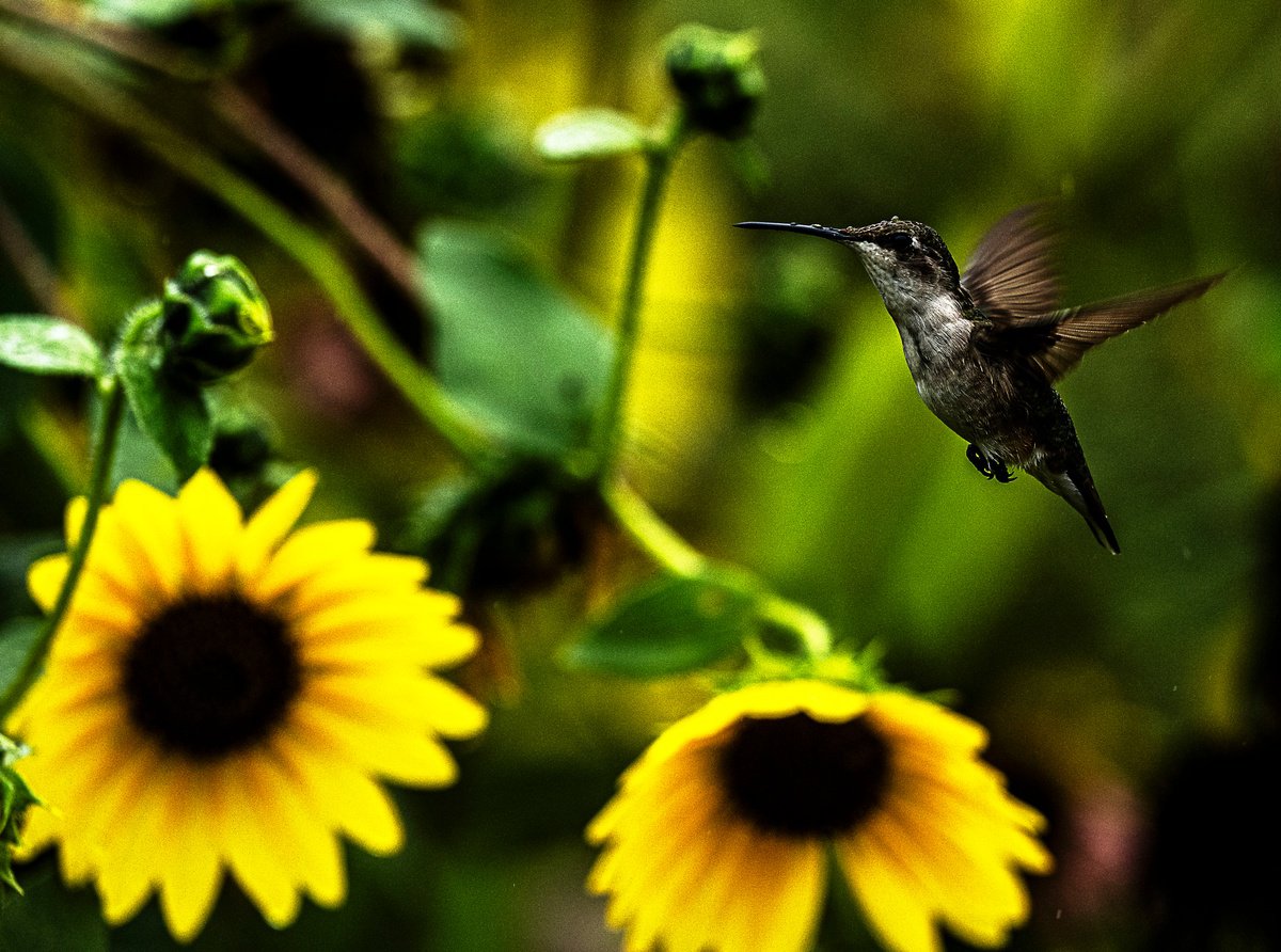 Animal Photograph By David Huntzinger, 24 X 17, Hummingbird And Sunflowers, Original Artwork