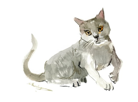 gray cat