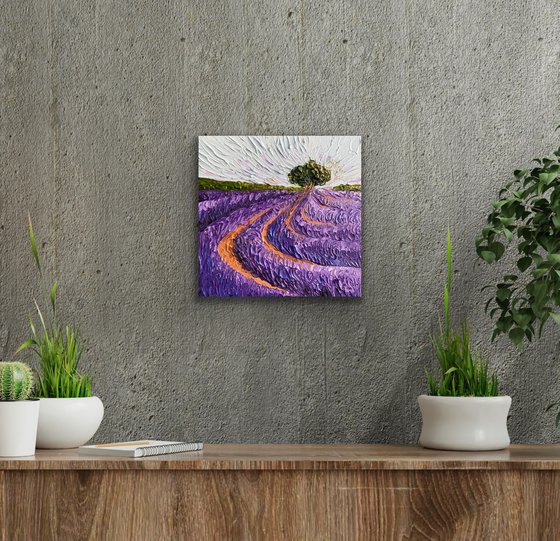 Lavender fields