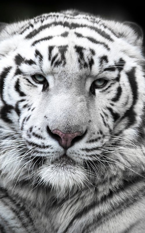 White tiger by Lionel Le Jeune