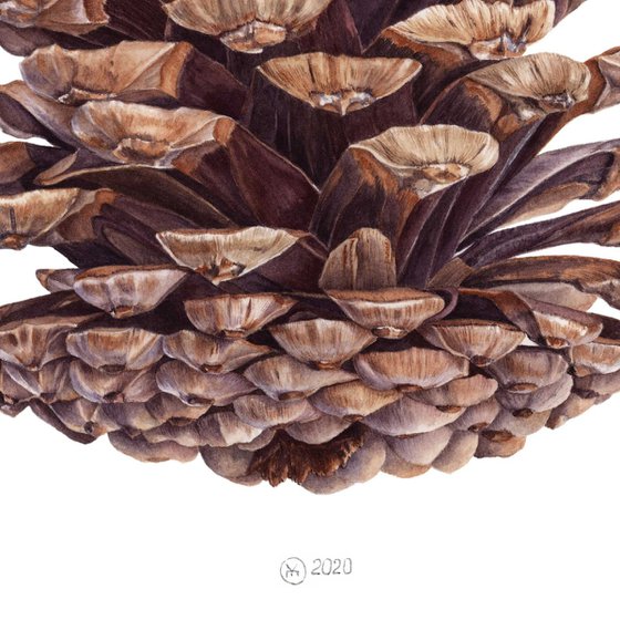 Pine Cone