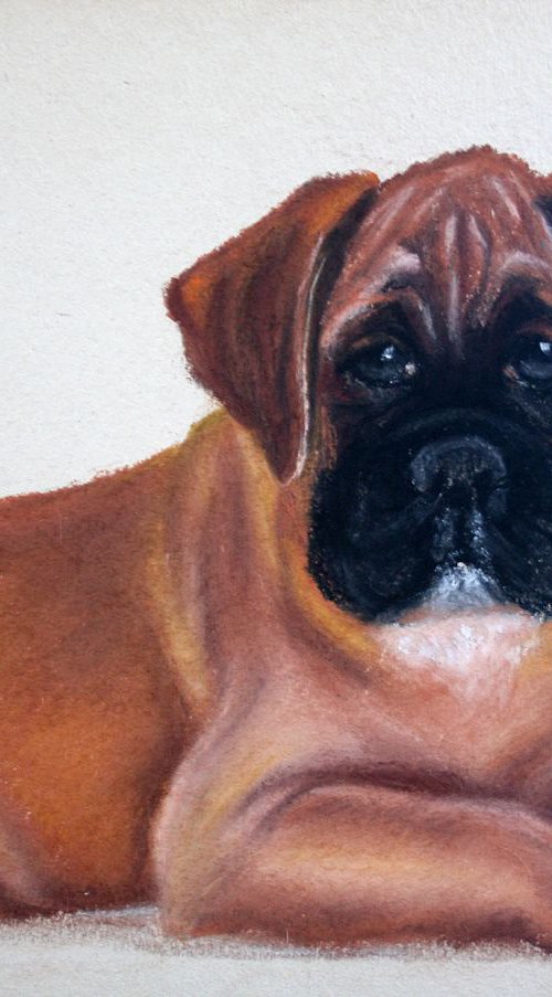 Original pastel drawing "Boxer puppy" by Salana Art Gallery