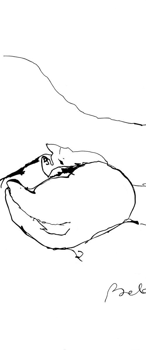 The study of cats by Frederic Belaubre