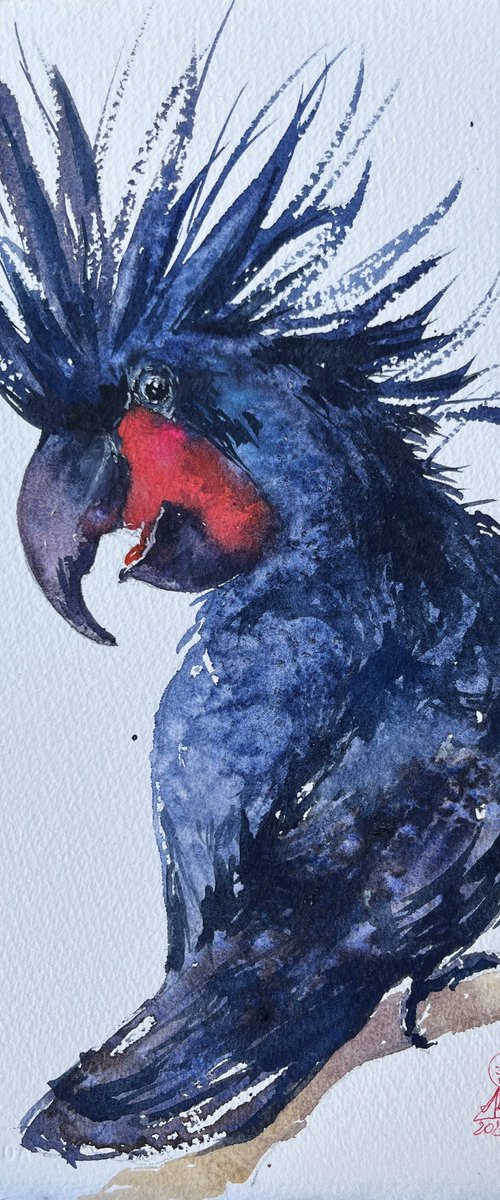 Palm black cockatoo by Larissa Rogacheva