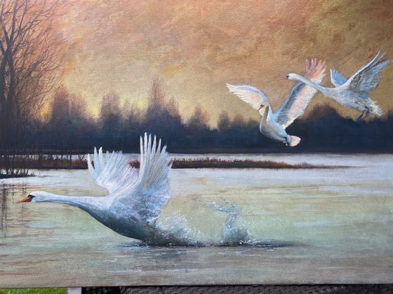 Swan Lake Dawn