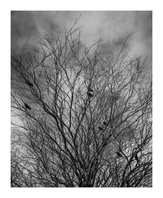 Jackdaws VII