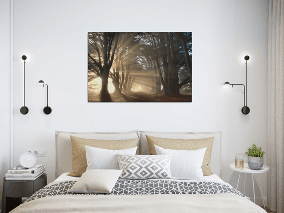 Cypress Tree Sunrise