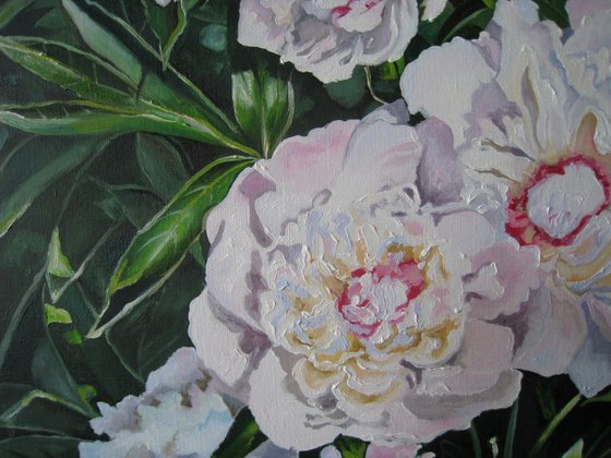 Peonies in Sunlight