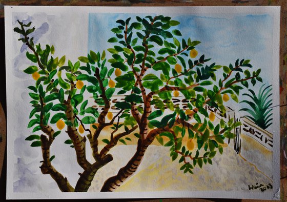Lemon tree in Badia gardens